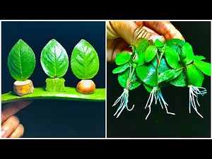 3 Powerful homemade rooting hormones for growing Rose from leaves | 100% succsessful