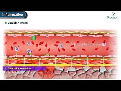 2. Acute Inflammation (Vascular Events) Animation