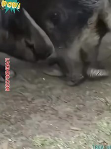 180K views · 994 reactions | Incredible footage of the animal world | Alien Relics | Facebook