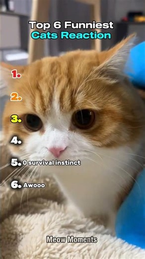 Top 6 Funniest Cats Reaction | part 2 #shorts