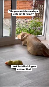 POV you’re a Medical Alert Assistance Dog and you get plenty of time to smell the roses as well as use your nose to save a life | Medical Detection Dogs