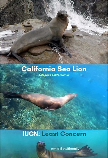 California Sea Lion: Facts and Habitat Overview