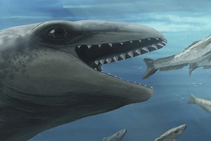 Scientists discover an ancient whale with a Pokémon face and a predator bite