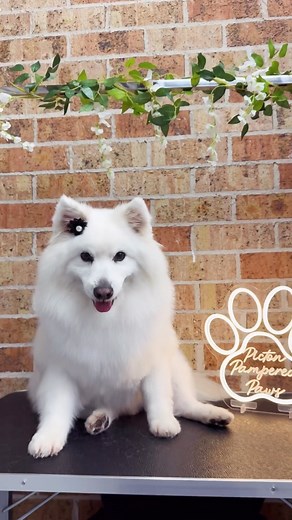 Handsome Yuki the Japanese Spitz before and after his de-shed and neat & tidy 🤍🐾 Such a sweet boy! | Picton Pampered Paws Dog Grooming