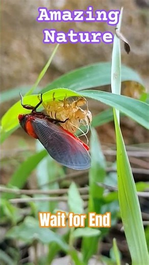 Amazing Red Insects😍 l #nature #viral