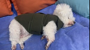 Amazon.com : Dog Thunder Jacket Dog Anxiety Vest Calming Jacket for Large Dogs, Dog Shirt Wrap for Indoor, Outdoor, Fireworks, Thunder, Travel, Separation : Pet Supplies