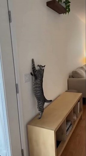 🤣🏆 Rock Climbing Master Has Arrived! His "Gecko Skill" Made Me Laugh So Hard! Cat Stunt Show! 🌟#cat