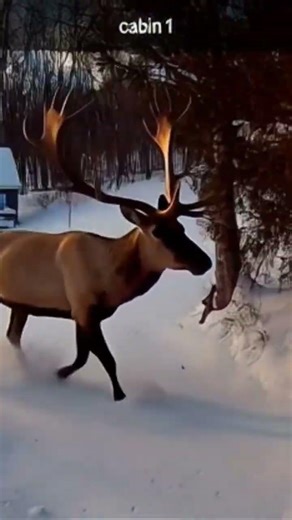 Potter county elk visits the cabin #pottercounty #elk #wildlife #cabin