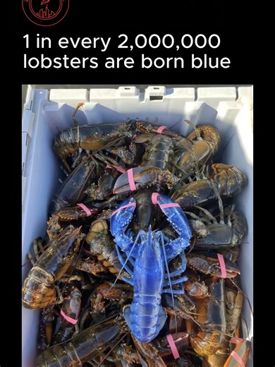 The American lobster (Homarus americanus) is typically a mottled palette of muddy browns, olive greens, and blackish-reds. This