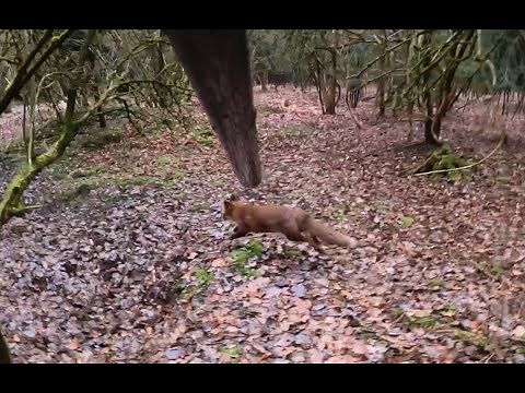 Baujagd, Fuchsjagd, Fox Hunting 2/3