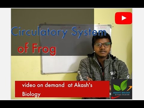 Circulatory system of frog