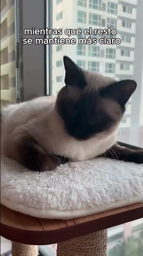 Why do Siamese cats change color?