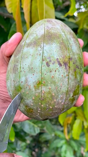 fresh ripe mango from tree # mango #fruit #reel 🥭🥭🥭 | fruits and nature