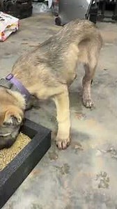 Aryah is way too skinny? #narrowayhomestead #offgrid #aryahdog #puppy #boz #skinnydog #healthydog