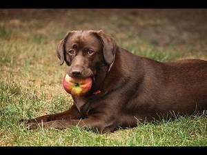 Can Dogs eat apple -3 reasons