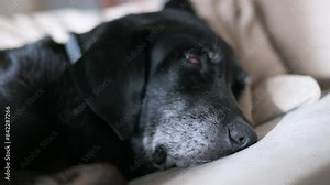 Narrow view of a senior black dog's nose as it naps on a couch.