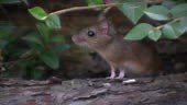 Wood Mouse