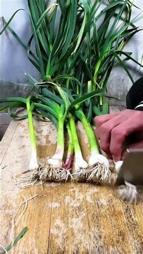 Agriculture outcomes