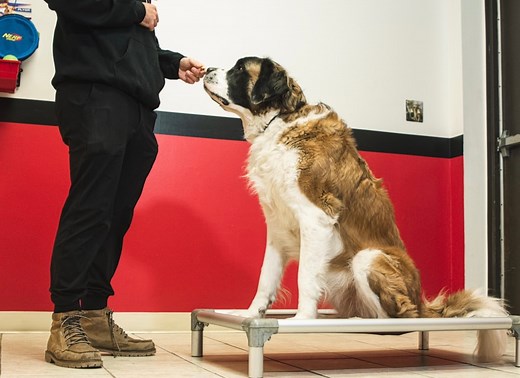 Prozac and Trazodone: Are We Overmedicating Our Dogs?