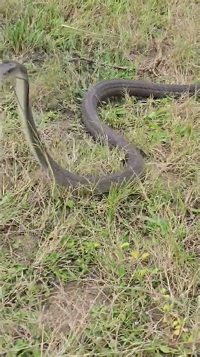 Black Mamba (Dendroaspis polylepis)