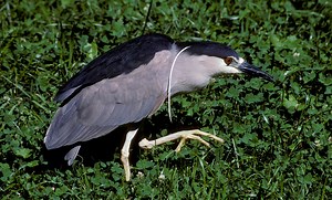 Black-crowned night heron