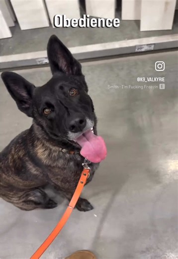 Come spend this super cold day with me and my working dog at Lowe’s! • The weather has been so awful lately, and we can’t even spend time in the backyard since it’s a sheet of ice and is a big risk for slipping and getting a soft tissue injury, or falling through and scraping a paw pad. So, today we packed up and went to Lowe’s! Lowe’s allows dogs in the store and is great for training! Just walking around is great for environmental and socialization training. We also added in some obedience, ag