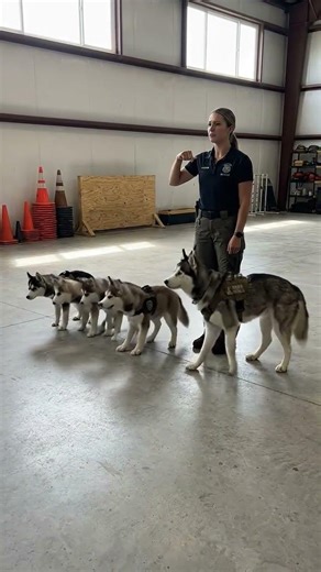 Huskies in police dog training