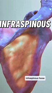 Infraspinous fossa of scapula #bonehealth #anatomy 🦴🏋️‍♀️ | Dr. Ishtiaque Arafat