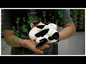 Best Aging Ball Pythons on a Budget! 2026 Update