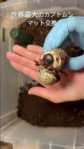 世界最大のカブトムシのマット交換。あと1年以内でどこまで成長してくれるか
