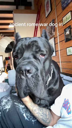 My $4000 Protector: The Guard Dog Experience