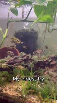 3 Stages Of Apistogramma Cacatuoides!