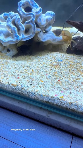 Mantis Shrimp Fights And Punches Hard #mantisshrimp #udangmantis | Bryce Hall