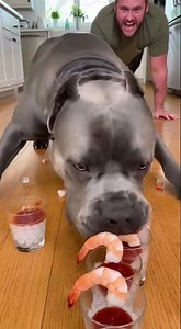 Dog Eats Shrimp