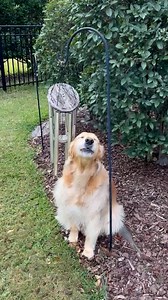 5.2M views · 10K reactions | Blue the dog singing a song for you  ViralHog | MetDaan Animals | Facebook