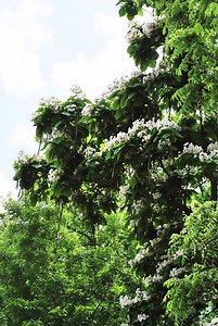 The Arbor Lodge catalpa trees are in full bloom! The Northern Catalpa was one of J. Sterling Morton’s favorite trees. On his 50th Birthday, April 22, 1882, Sterling recorded in his journal the planting of fifty Catalpa Speciosa trees on the east lawn (near the end of the original brick drive). We still have many beautiful catalpas blooming throughout the park, including along the west entrance drive and within the heart-shaped front lawn. | Arbor Day Farm