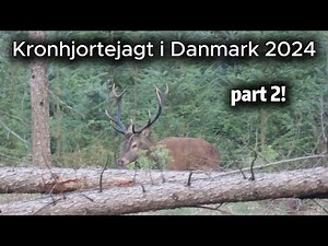Kronhjortejagt i Danmark 2024 - Part 2!