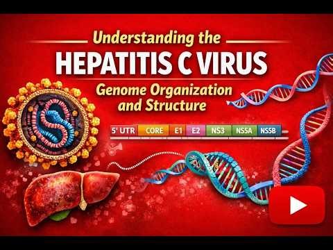 Understanding the Hepatitis C Virus Genome Organization and Structure 🧬