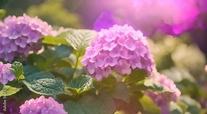 Close up of a hydrangea swaying gently in the breeze, under a bright sky with a timelapse of clouds