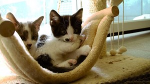 Need some #MondayMotivation? Looking to start the week off feeling relaxed? We've released the first ever guided meditation cat video. Working with mindfulness experts at London Mindful, the 10-minute video class, called ‘Karma Kitties’, marries the essential principles of mindfulness classes with cute rescue cat video clips and the soothing sounds of cats. Watch a teaser below and find the full video here: https://www.bluecross.org.uk/i-m-feline-good-first-ever-home-meditation-video-featuring-h