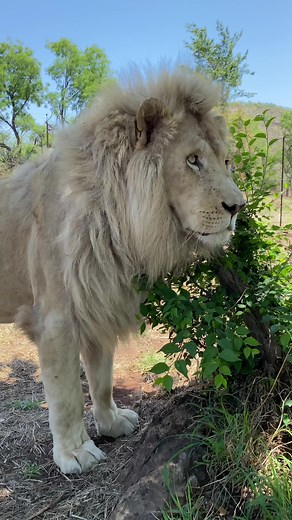 Experience the Magic of White Lions at Lion & Safari Park
