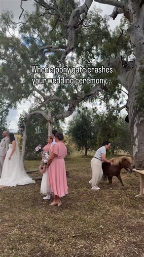 Wedding Content Creator on Instagram: "The pushing away of the pony lost me 🐴 hahaha"
