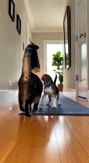 House Cat Tries To Attack Puppy, Dog Intervenes 🐱🐶
