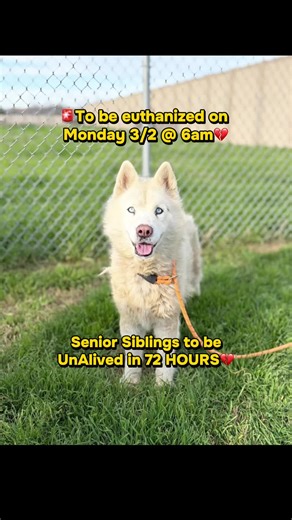 🚨💔 EUTHANASIA 3/02 at 6:30 AM 💔🚨 Meet the senior super twins Akira & Kyro were abandoned by the people they trusted and left behind like trash. 😭 These sweet, stocky siblings are calm, gentle, and incredibly kind despite everything they’ve endured. Akira is a little shy but blossoms in the yard, while Kyro is her steady, loving counterpart. Together, they’re peaceful, tolerant, and even tested wonderfully with other dogs , a rare bond that deserves to stay intact. 🐾 They are NOT expendable