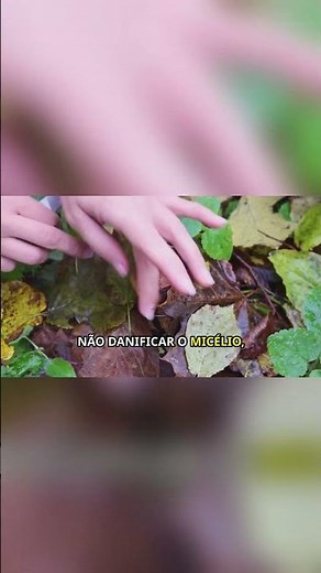 Como Coletar Cogumelos na Natureza