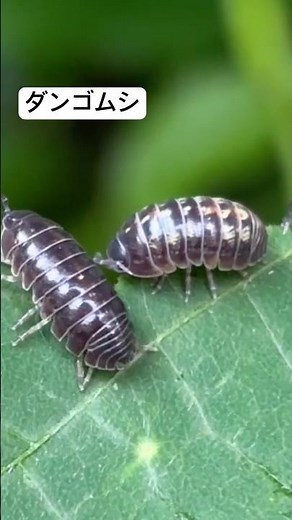 ダンゴムシのお食事。クズの葉っぱももりもり食べます。オスメスの見分けはできず。