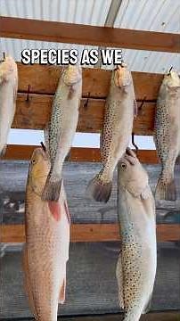 Fishing the Bays of South Padre Island for Multiple Species #fishing
