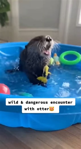 Dangerous game this #otter #otters #ottersofinstagram #seaotters #otterspool #ottersberg #cuteotters #instaotters #dailyotters #otterstagram #ottersofinstragram #ottersloversforever #ottersofig #ottersweier #cutestotters #babyotters #singaporeotters #ottersum #otterspoolprom #ottershub #ottersclub #otterspotter #ottershoes #ottersheim #otterslove #ottersrule #ottersoftheworld #ottersdail | Ottersland