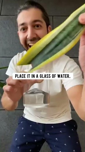 Clone a Snake Plant with One Leaf | creative explained