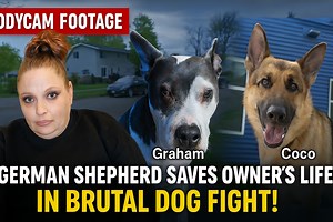 German Shepard saves owners life in brutal dog fight! 😭 | Sass with Sarcasma